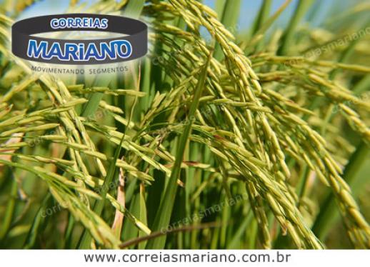 Beneficiamento de Arroz